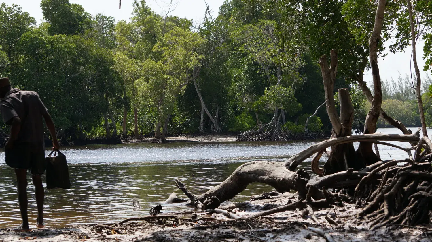 Mikoko Pamoja (”Mangrove tillsammans”) i södra Kenya