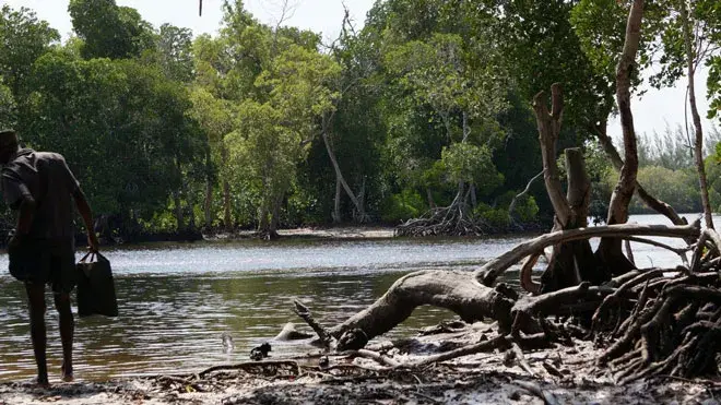 Person som står i en mangroveskog