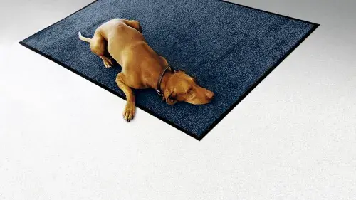 Floor Care Dog
