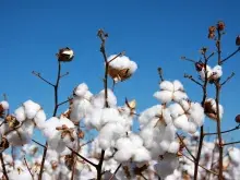 Cotton header news
