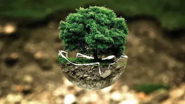 Plant een bos