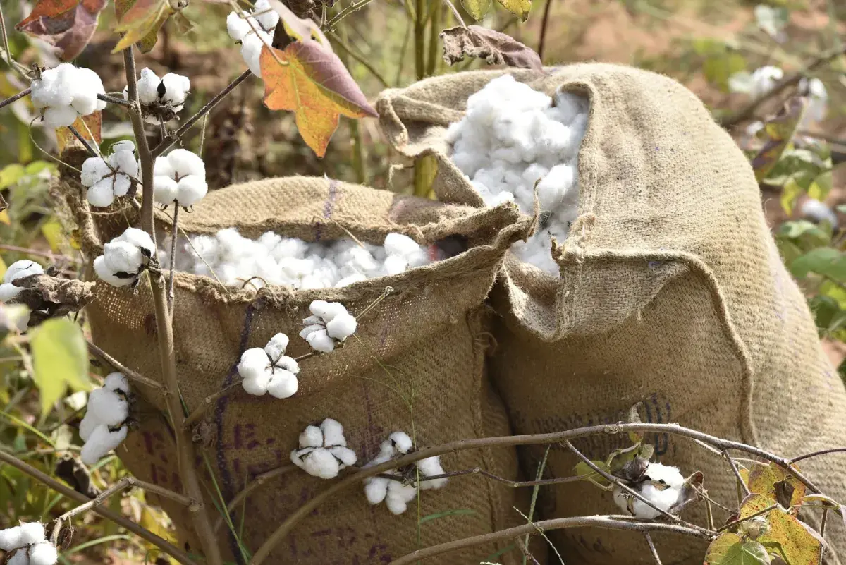Wolle in einem Stoffsack auf einer Wollplantage