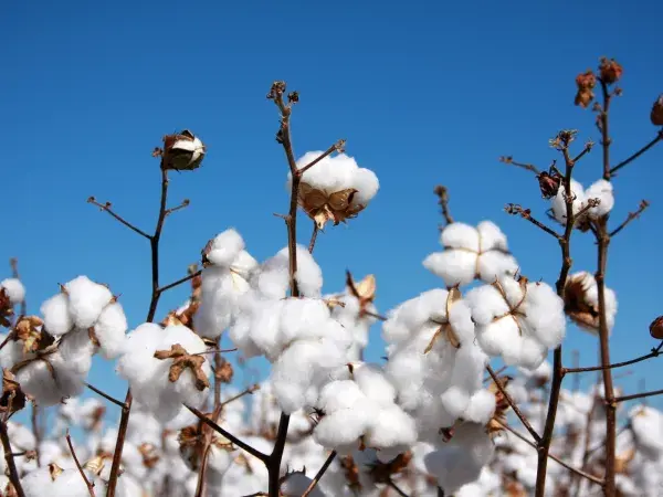 Cotton header news